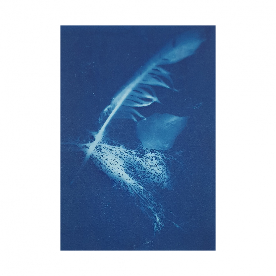 kate-cyanotype.jpeg